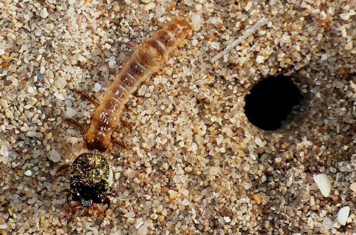 Larva con maschera: probabile Cicindela campestris